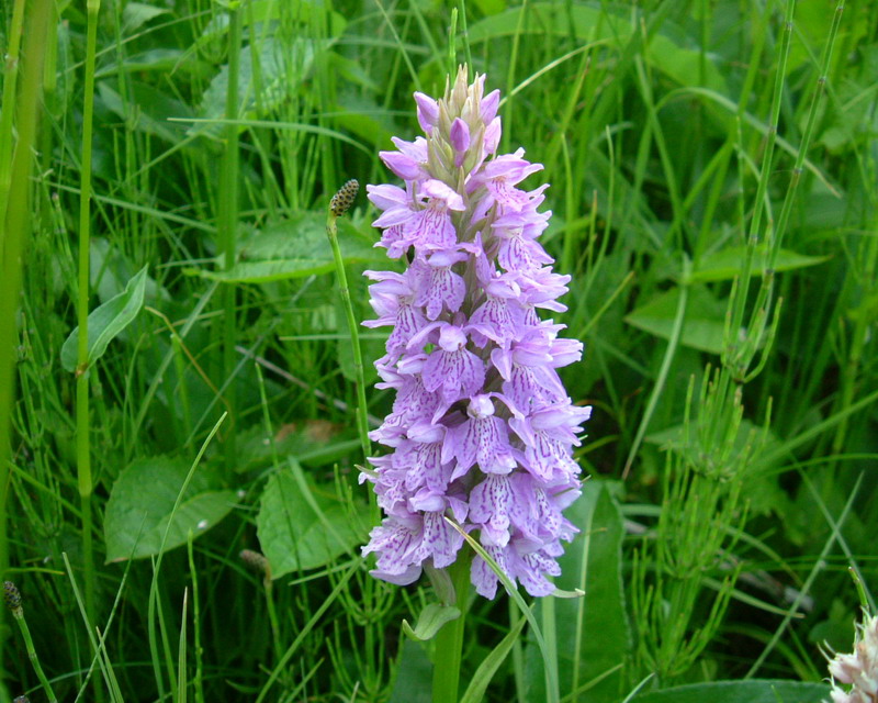 Dactylorhiza maculata